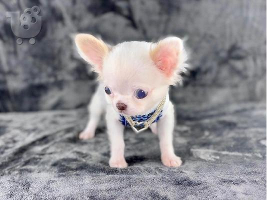 Κουτάβια AKC reg Chihuahua